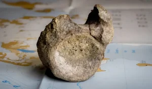 Confirman que fósil olvidado durante 40 años es el primer hueso de dinosaurio hallado en la Antártida