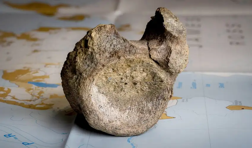 Un hueso fósil marrón y rugoso descansa sobre un mapa, vinculado al primer hueso de dinosaurio hallado en la Antártida tras 40 años olvidado.