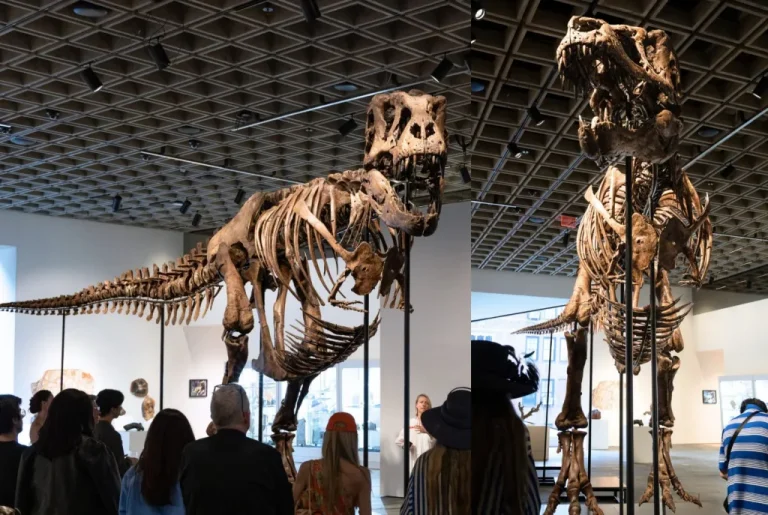 Trex