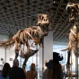 Subastarán fósil de T. rex hallado en un rancho de Dakota del Sur