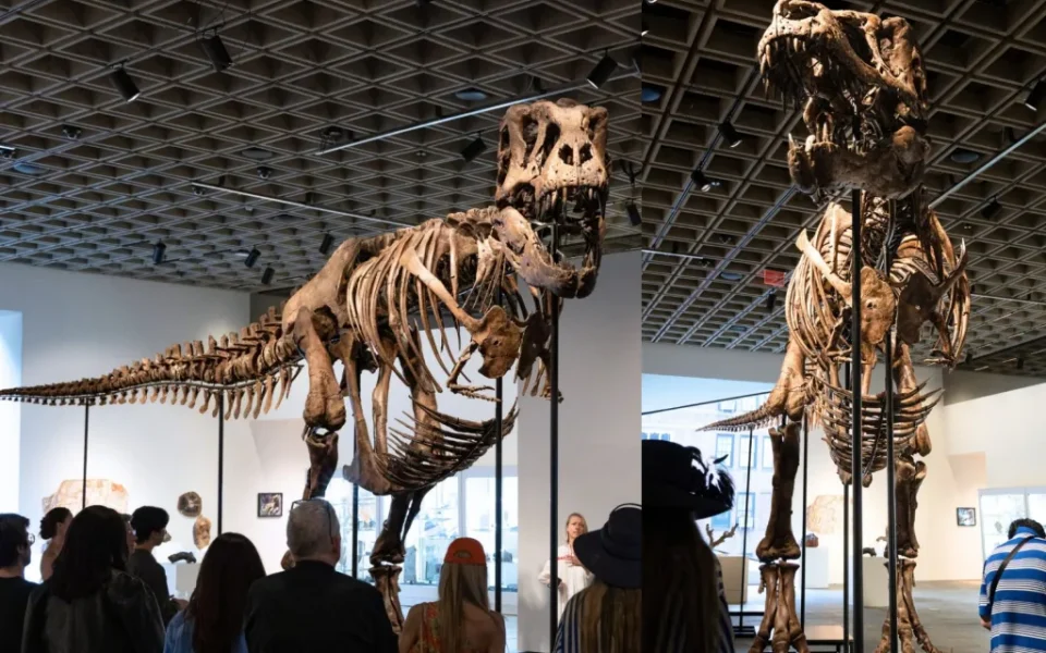 Subastarán fósil de T. rex hallado en un rancho de Dakota del Sur